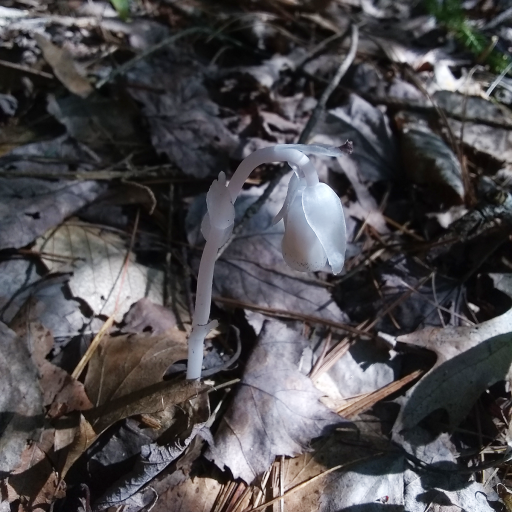 Single ghost plant stalk