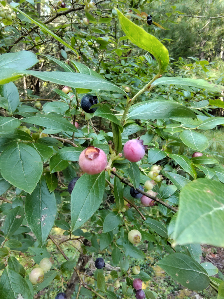 Highbush blueberries on trailside