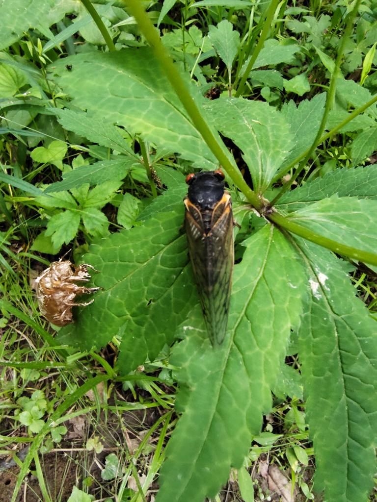 Cicada and molted shell on a leaf.
