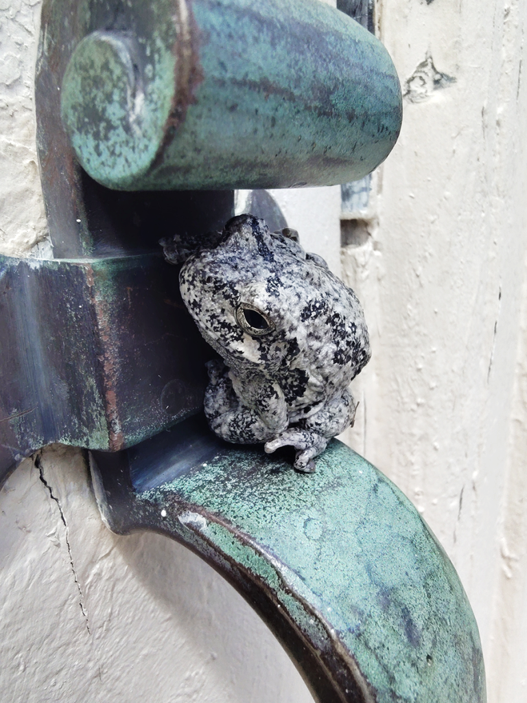 Toad resting on a door handle.